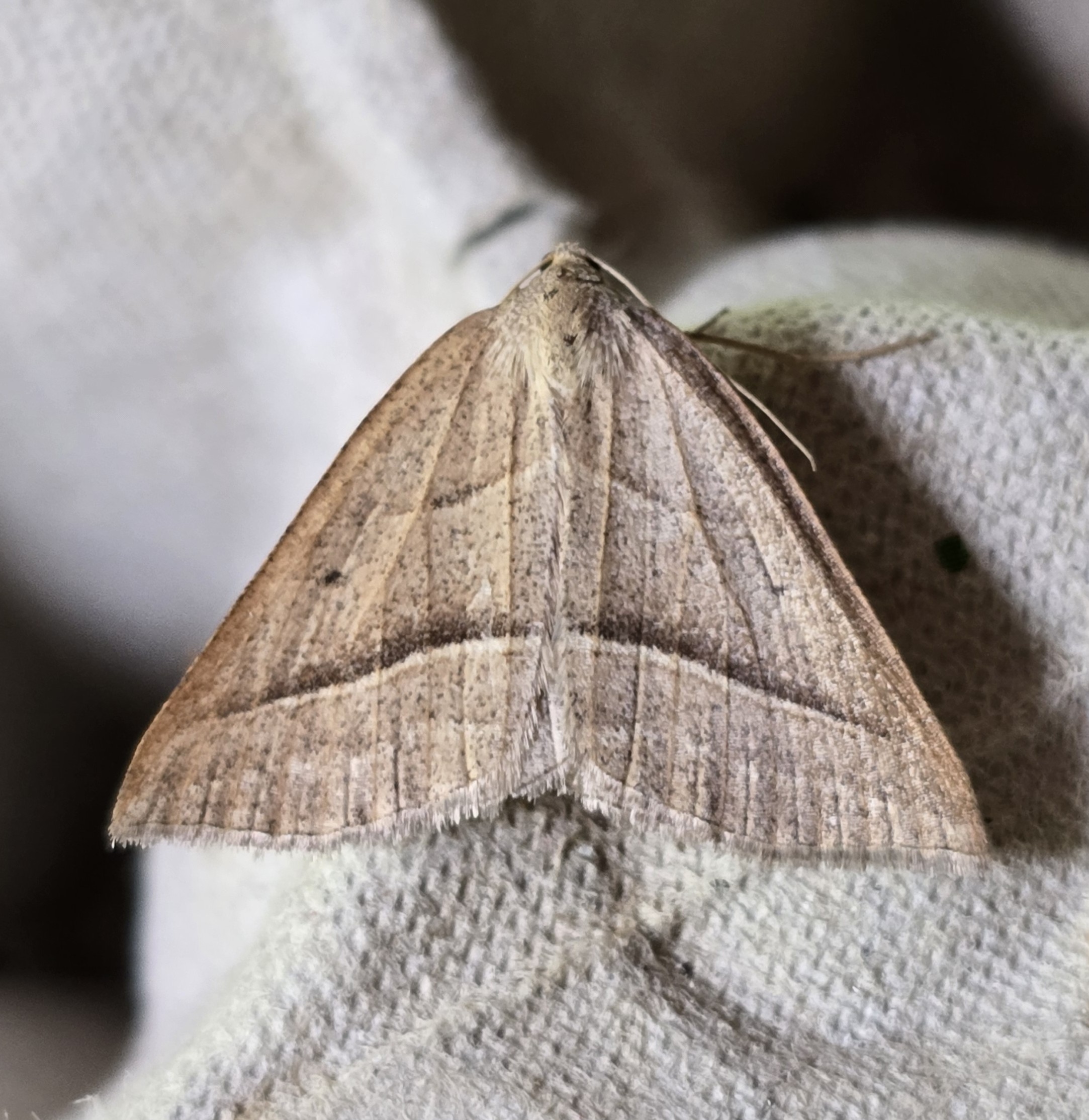 Photo of Brown Silver-line (Petrophora chlorosata)